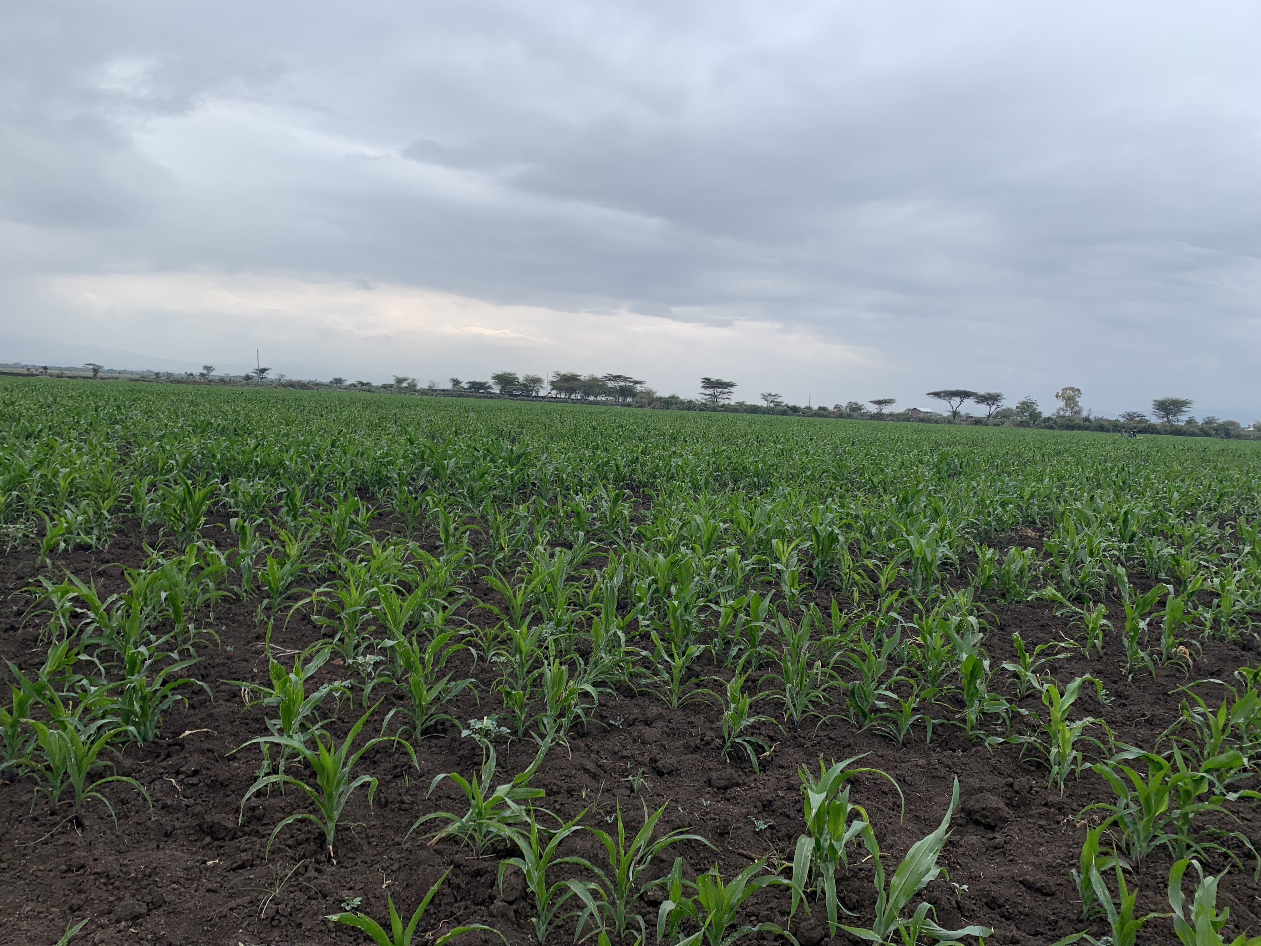 wargibafarm